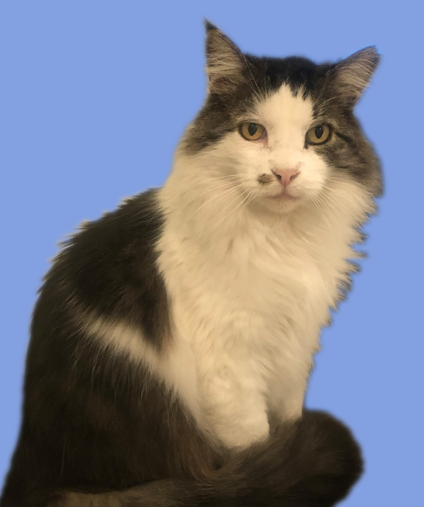 Long-haired black and white cat portrait with golden eyes against a soft blue background